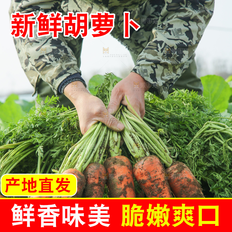 地里的现挖胡萝卜