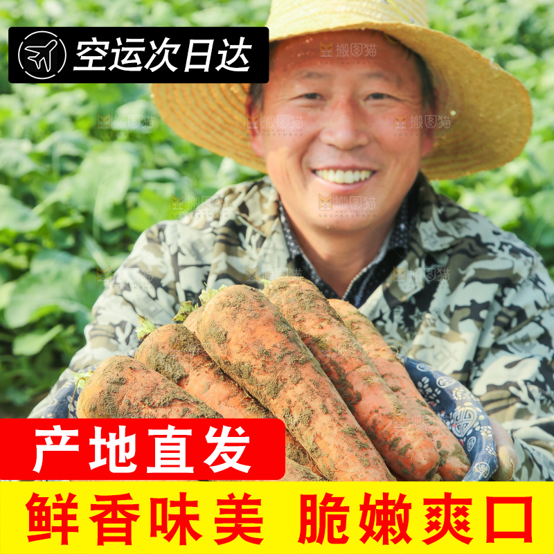 地里的现挖胡萝卜