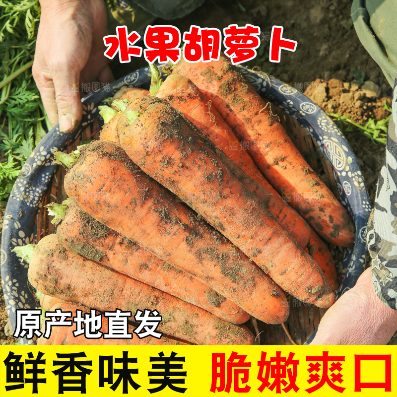 地里的现挖胡萝卜