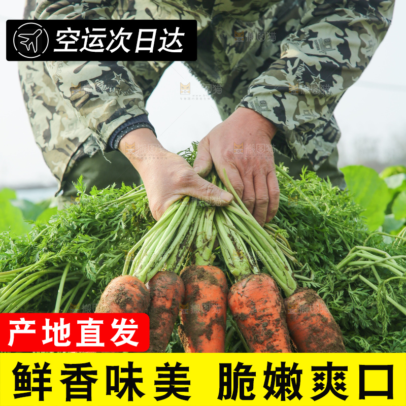 地里的现挖胡萝卜
