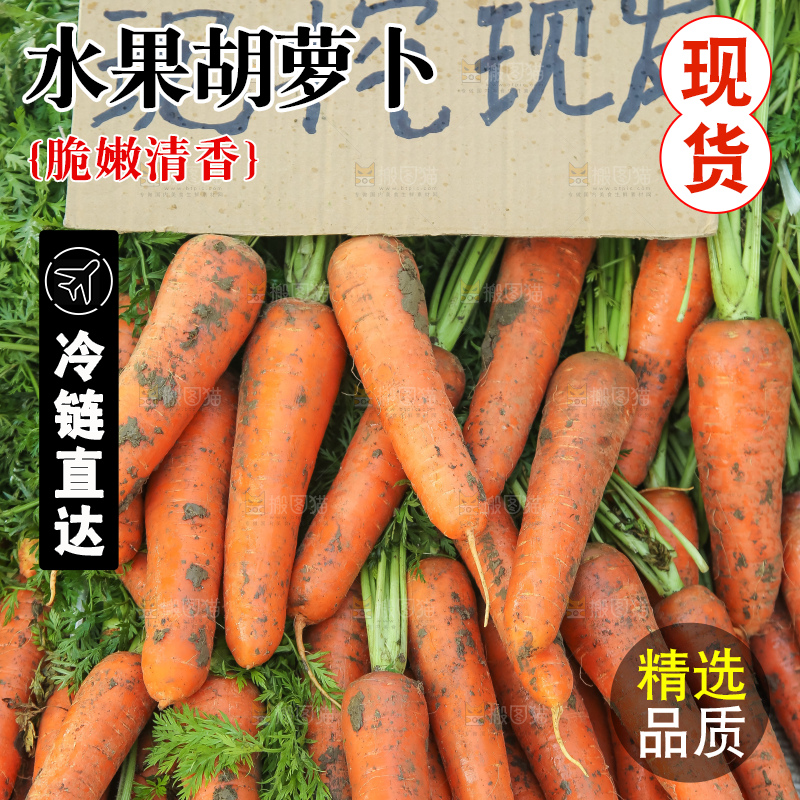 地里的现挖胡萝卜