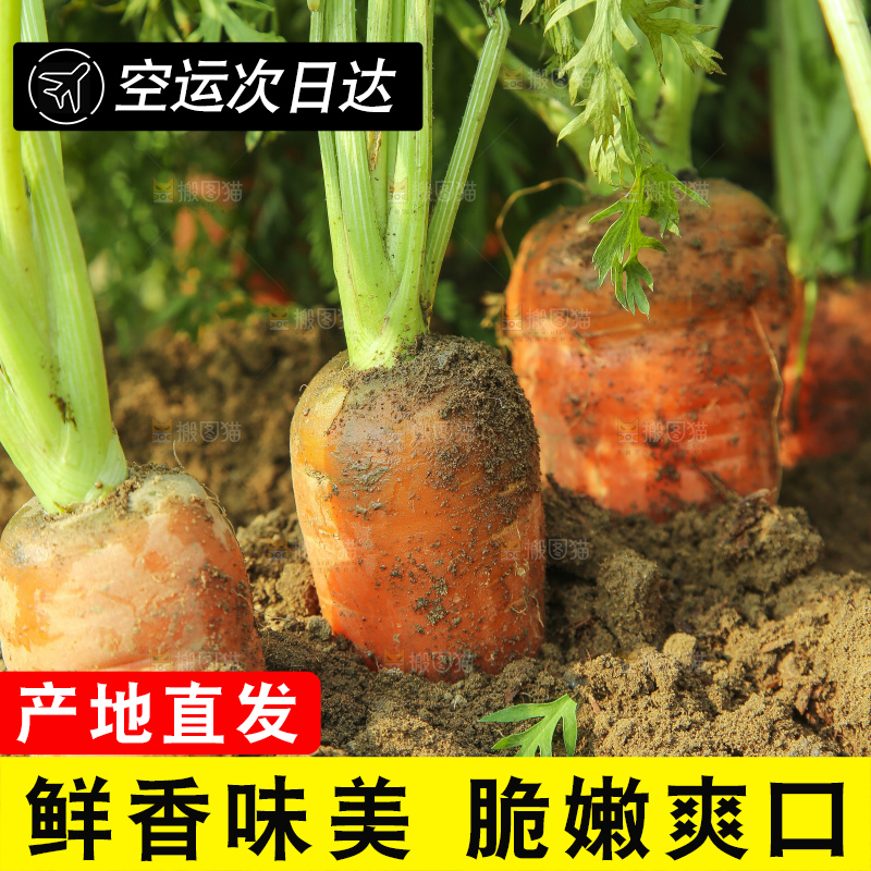 地里的现挖胡萝卜
