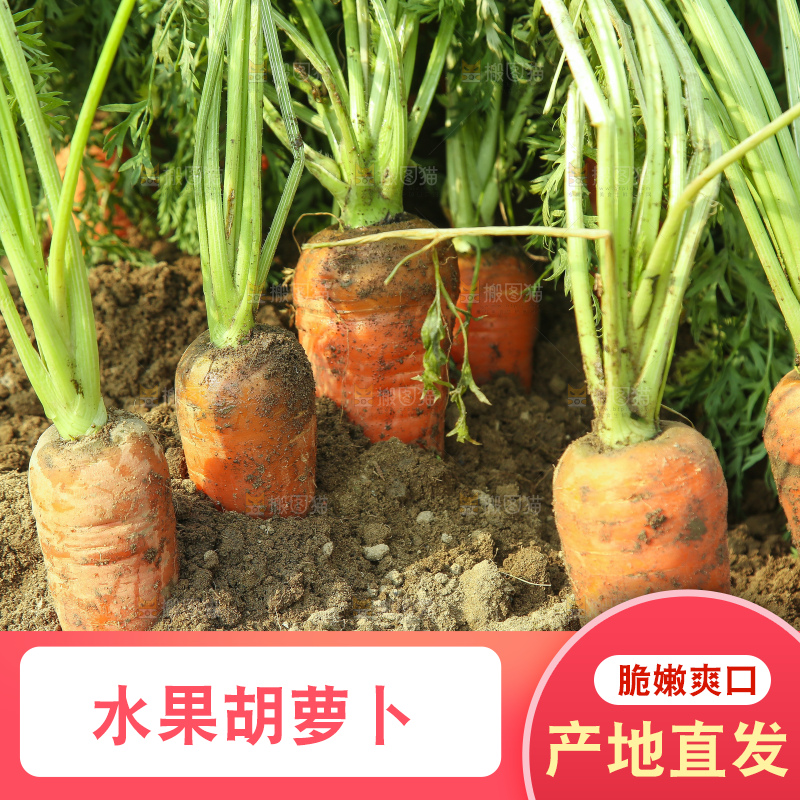 地里的现挖胡萝卜