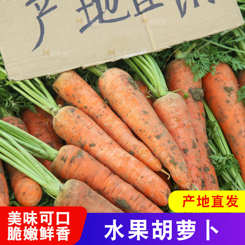 地里的现挖胡萝卜