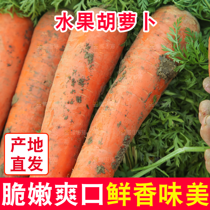 地里的现挖胡萝卜