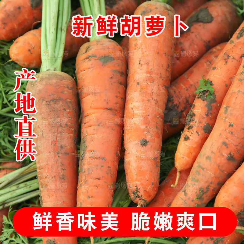 地里的现挖胡萝卜