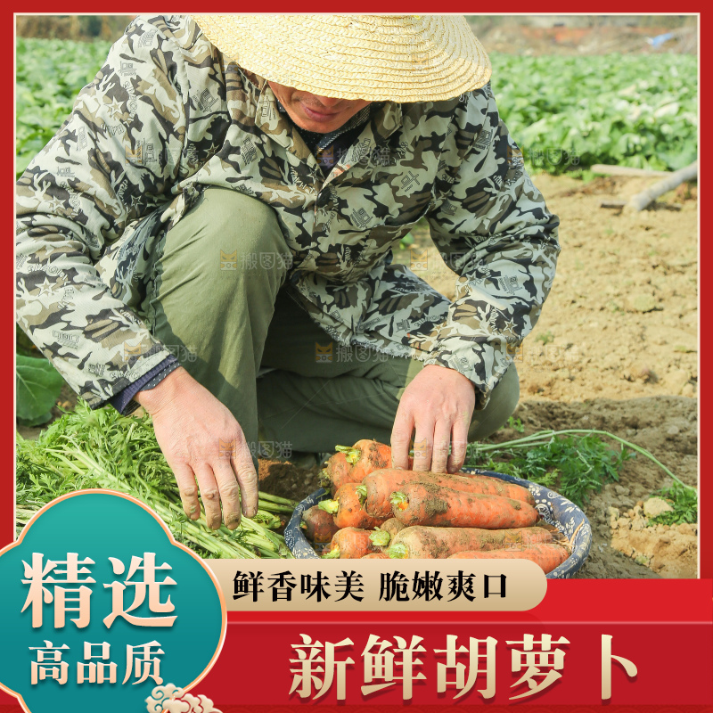 地里的现挖胡萝卜