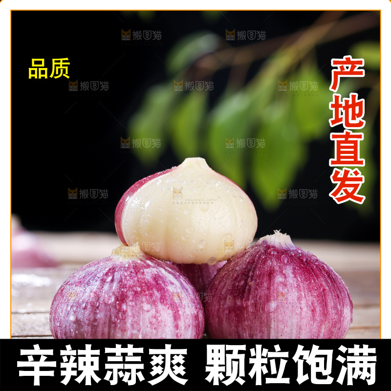 木底上的紫皮独头蒜
