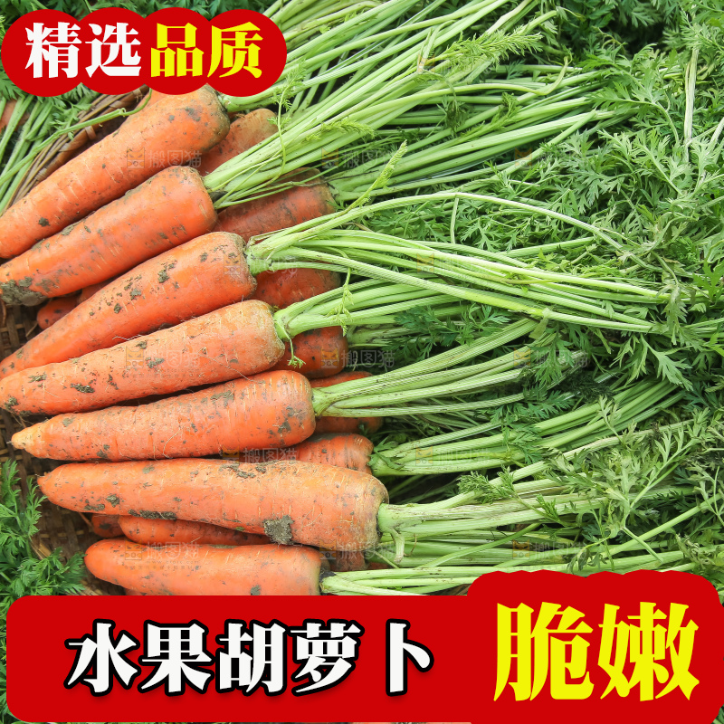地里的现挖胡萝卜