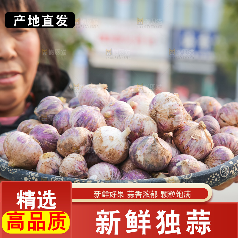 手里拿着紫皮独头蒜