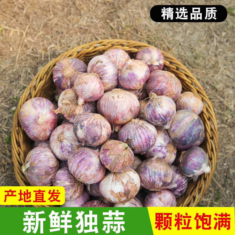 手里拿着紫皮独头蒜