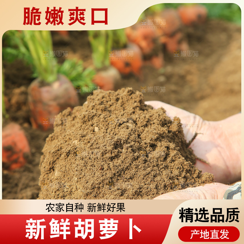 地里的现挖胡萝卜