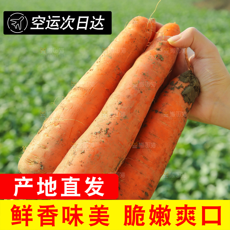 地里的现挖胡萝卜