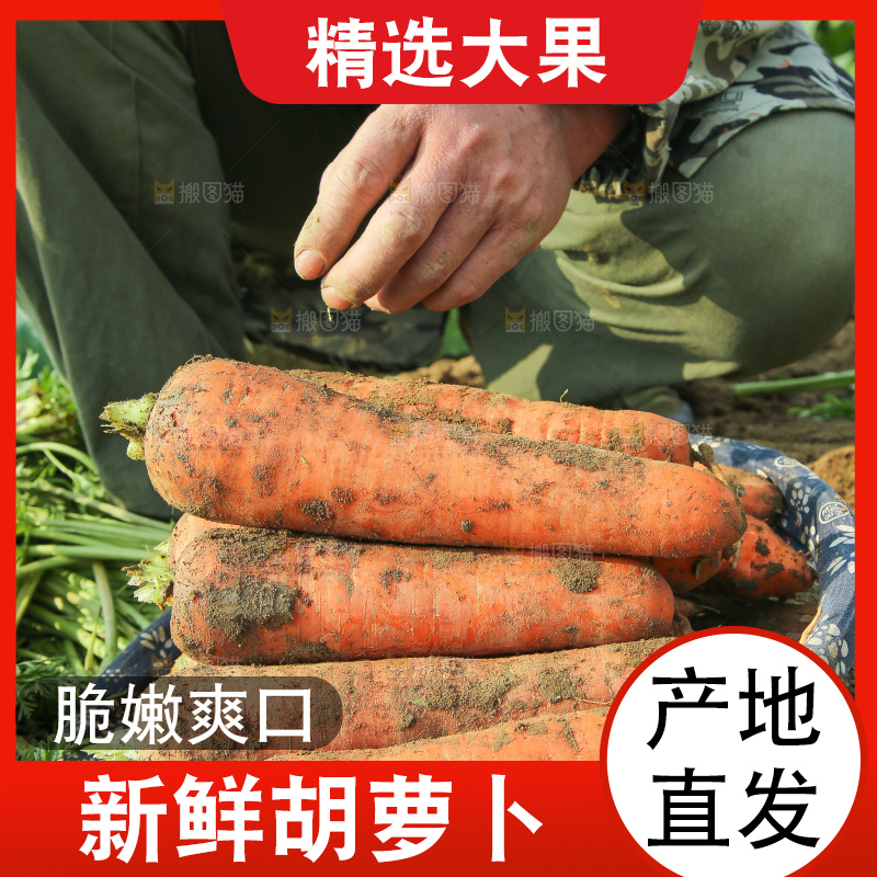 地里的现挖胡萝卜