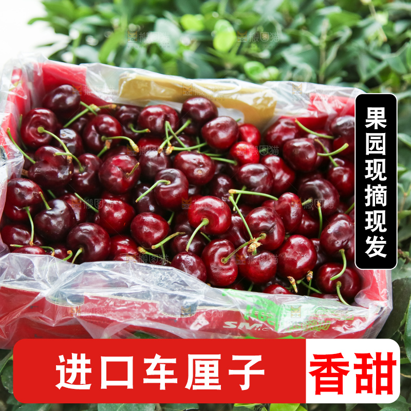 手里拿着智利车厘子