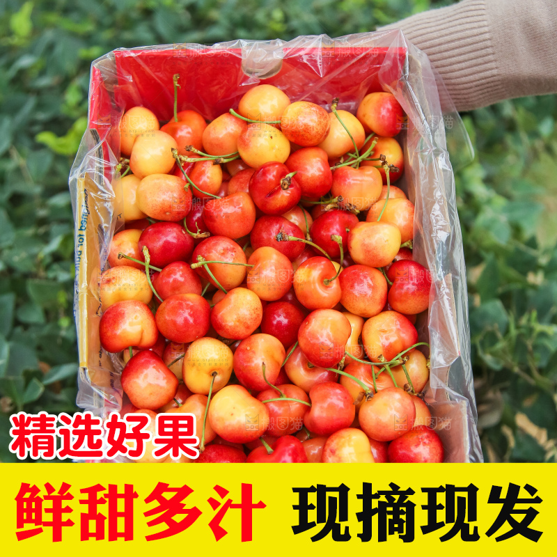 手里拿着黄金车厘子