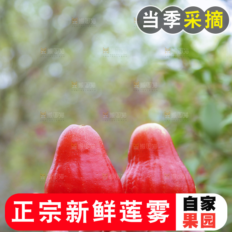 手里拿着莲雾