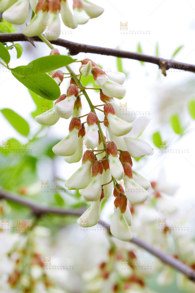树上的新鲜槐花