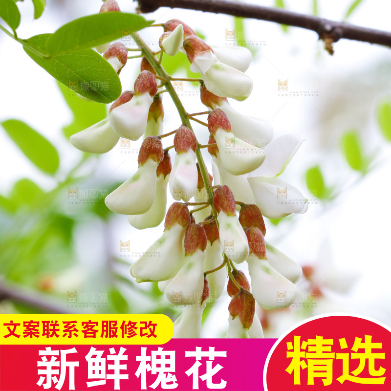 树上的新鲜槐花
