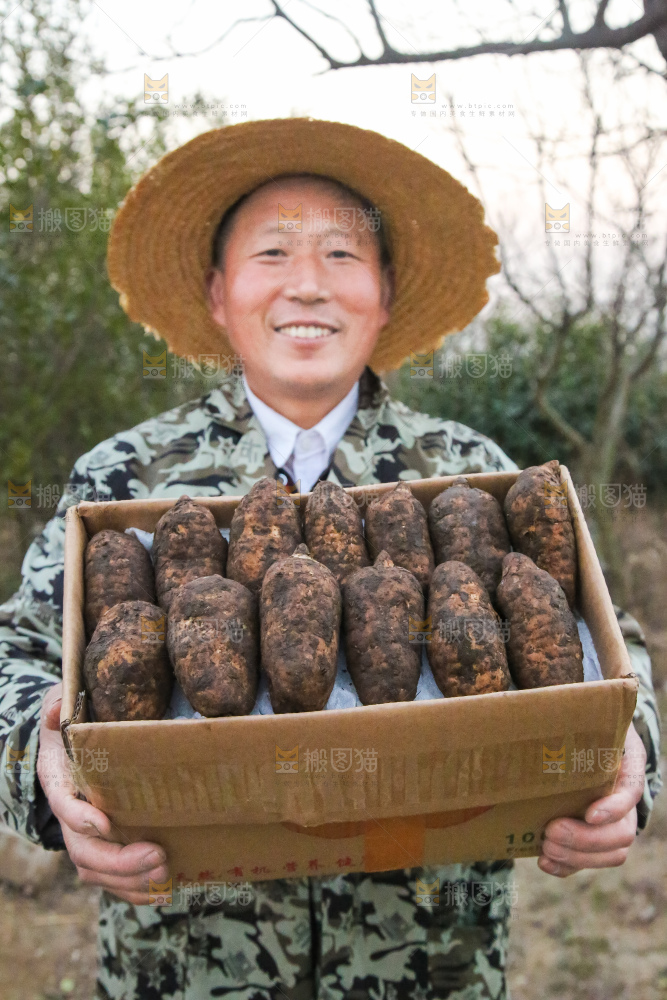 手里拿着新鲜天麻