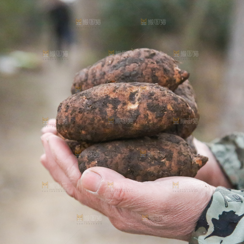 手里拿着新鲜天麻