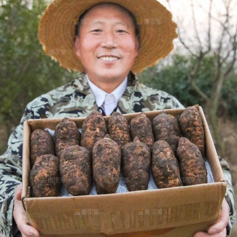 手里拿着新鲜天麻