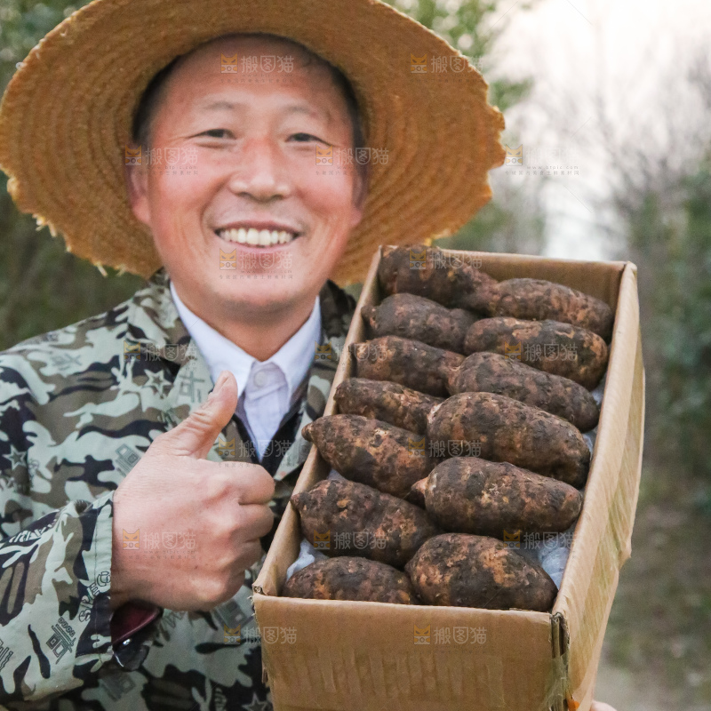 手里拿着新鲜天麻
