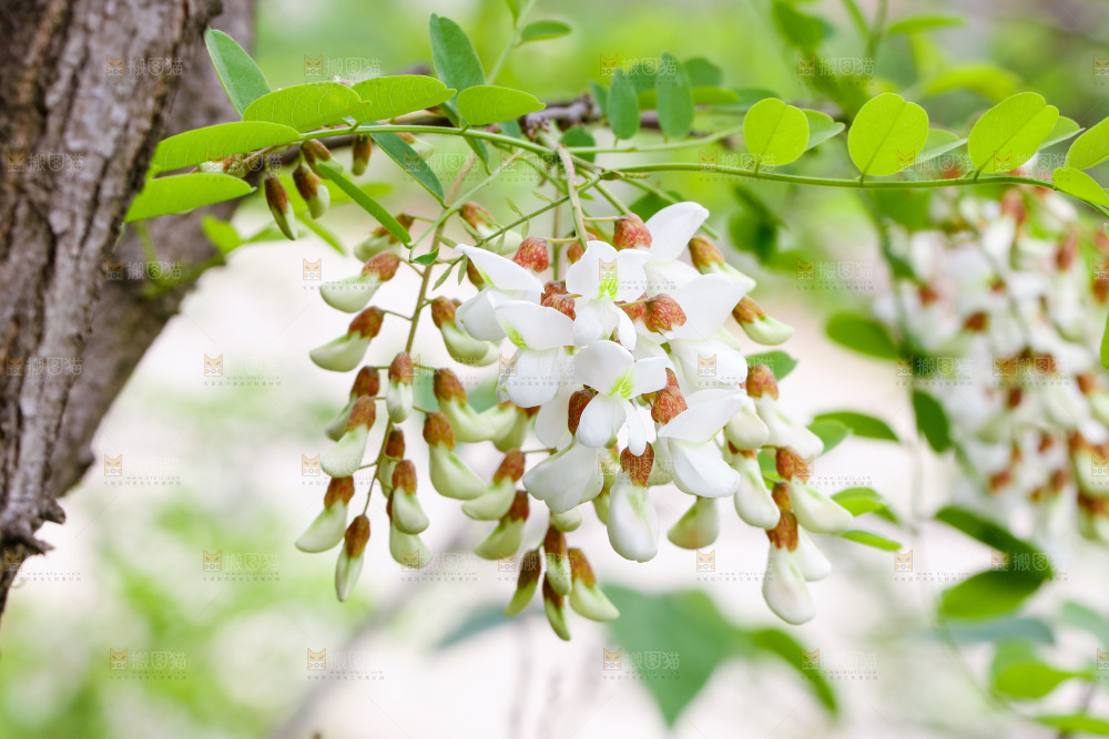 树上的新鲜槐花