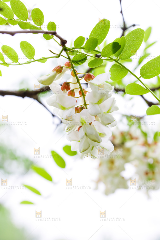 树上的新鲜槐花