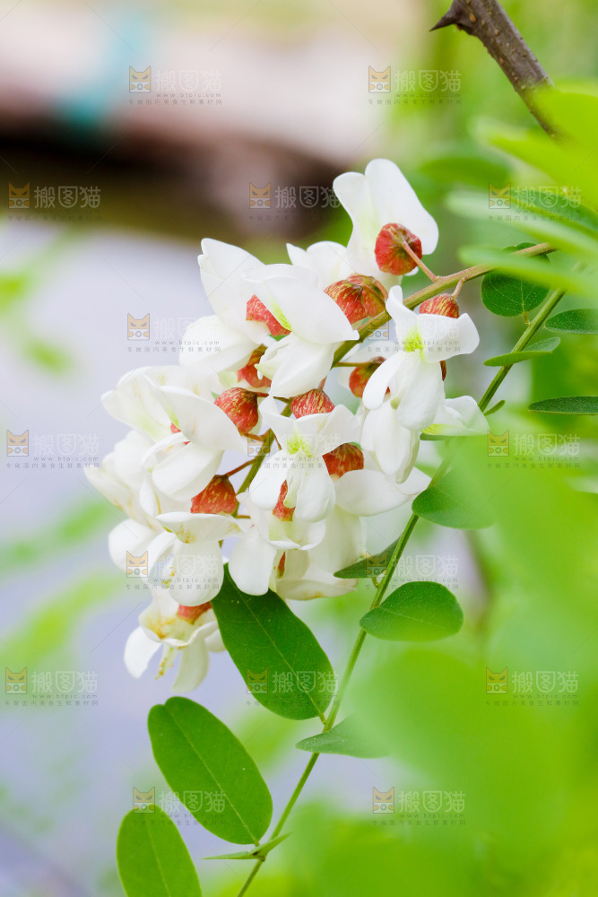 树上的新鲜槐花