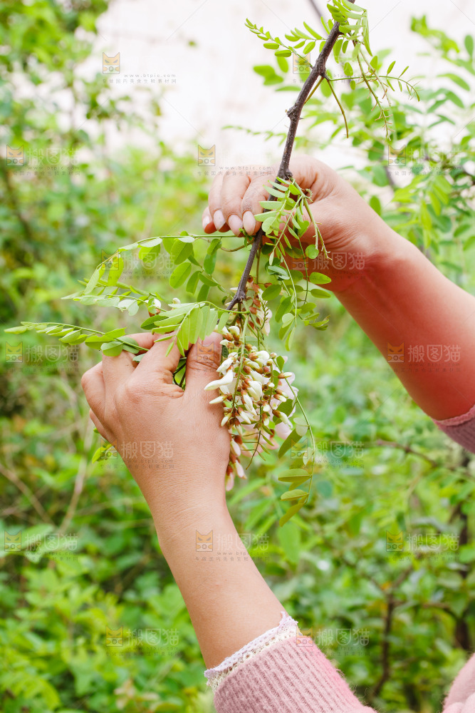 树上的新鲜槐花