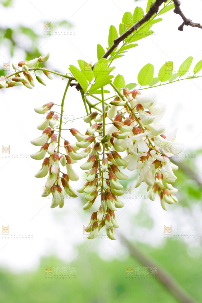 树上的新鲜槐花