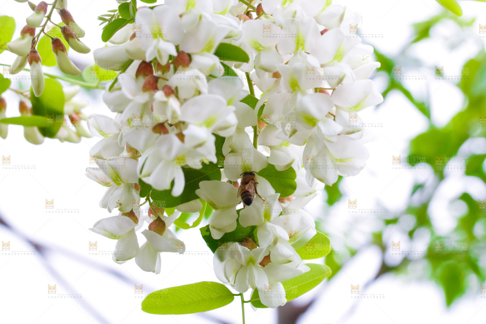 树上的新鲜槐花