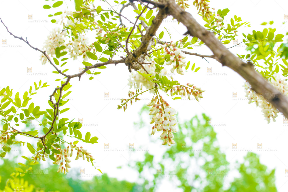 树上的新鲜槐花