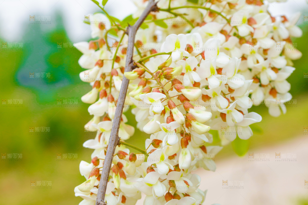 树上的新鲜槐花