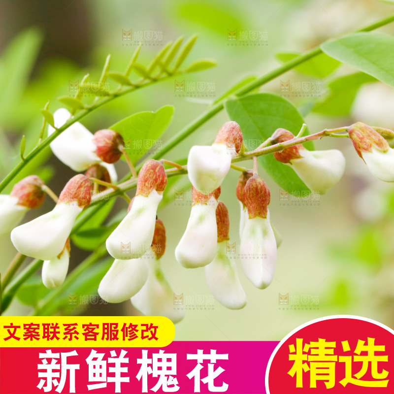 树上的新鲜槐花
