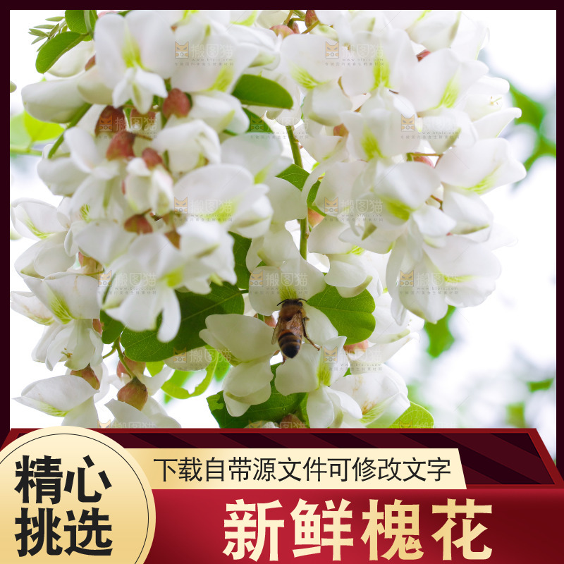 树上的新鲜槐花