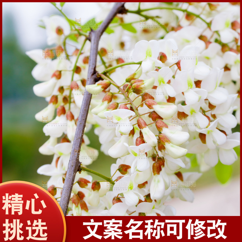树上的新鲜槐花