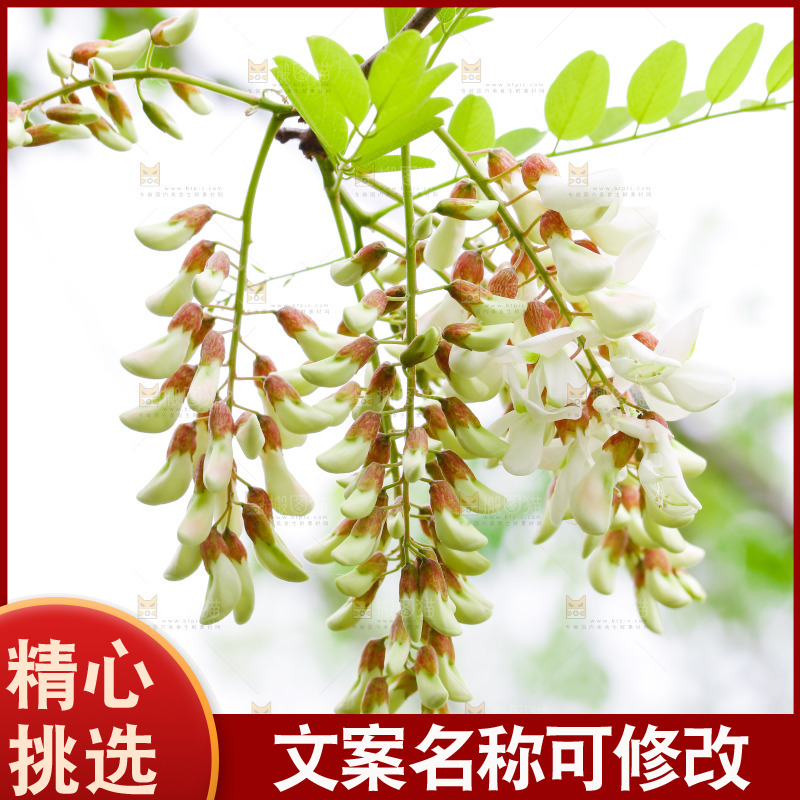 树上的新鲜槐花