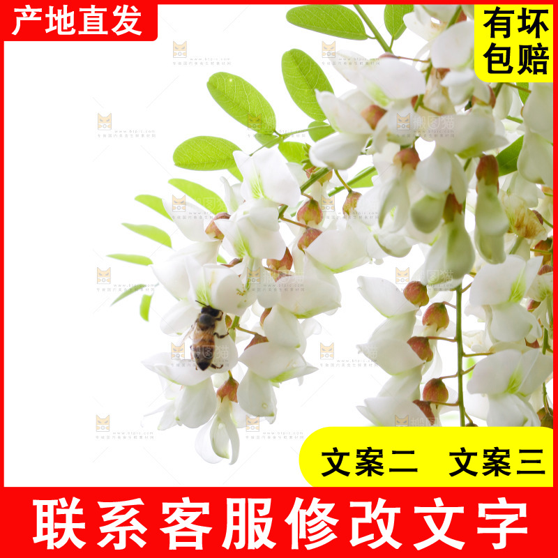 树上的新鲜槐花