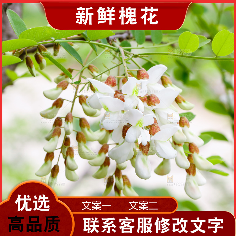 树上的新鲜槐花