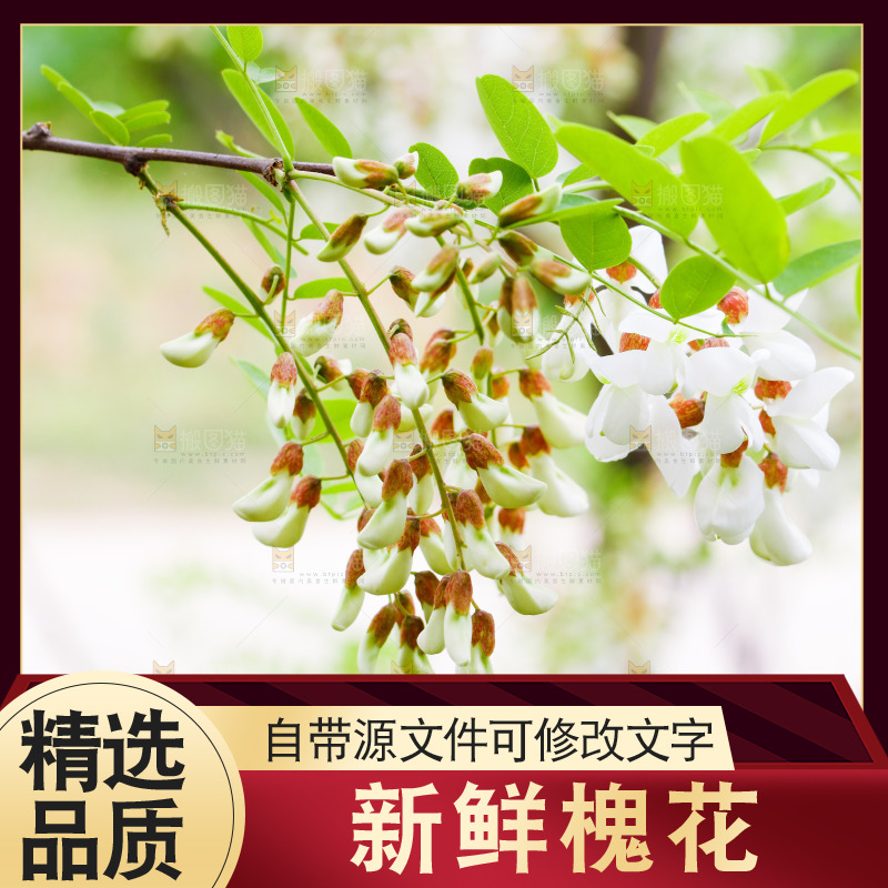 树上的新鲜槐花