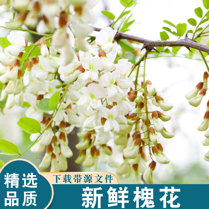 树上的新鲜槐花