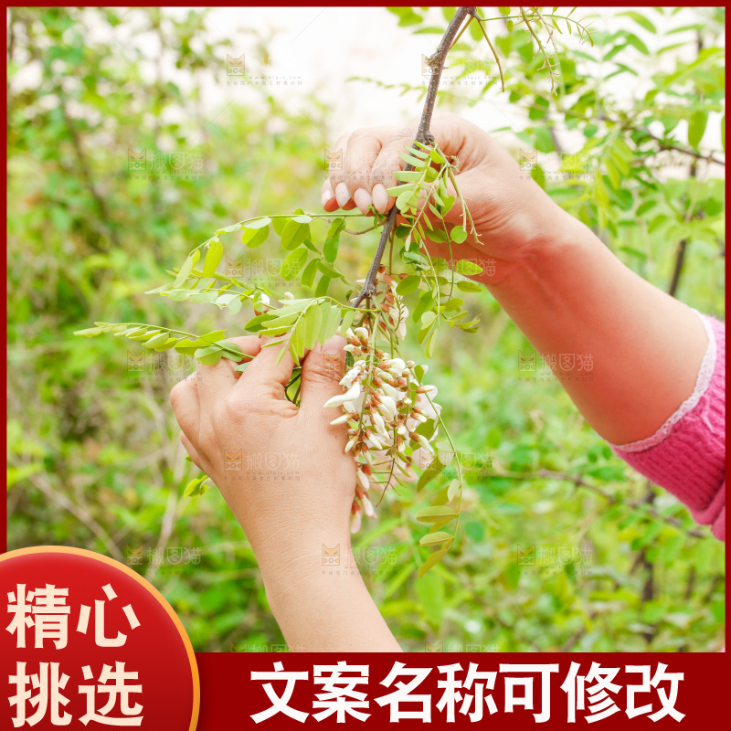 树上的新鲜槐花