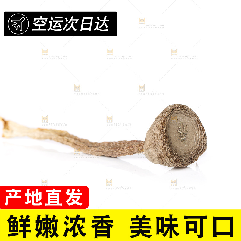 白底上的鹿茸菇