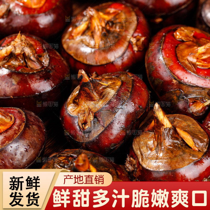 深底上的广西荔浦马蹄