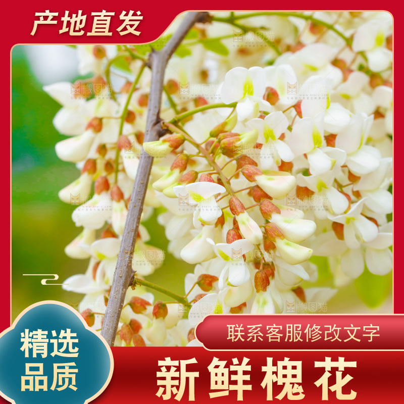树上的新鲜槐花