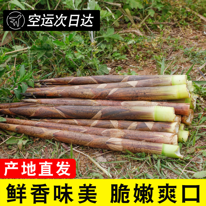 地上的新鲜春笋