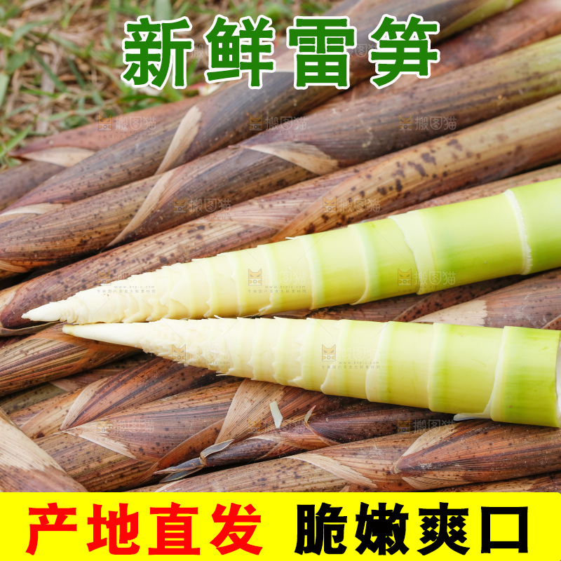 地上的新鲜春笋