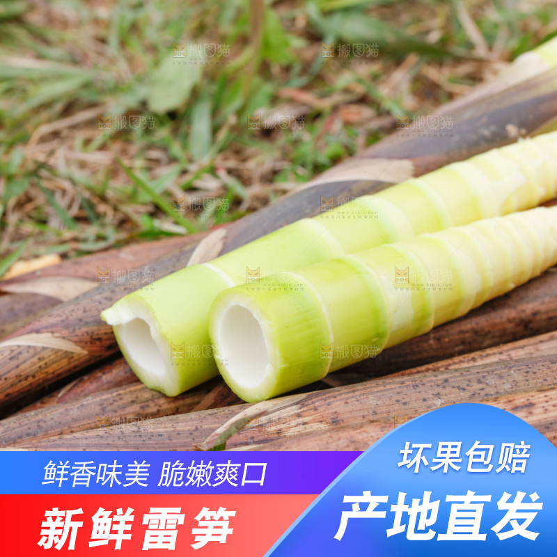 地上的新鲜春笋